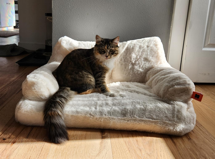 A cat resting on a plush pet couch next to a white wall, with a door and a kitchen visible in the background