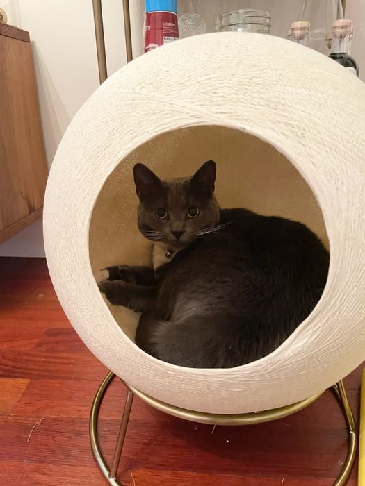 A gray cat from Mytour editor comfortably curled up inside a beige spherical bed, resting on a sleek brass metal base.
