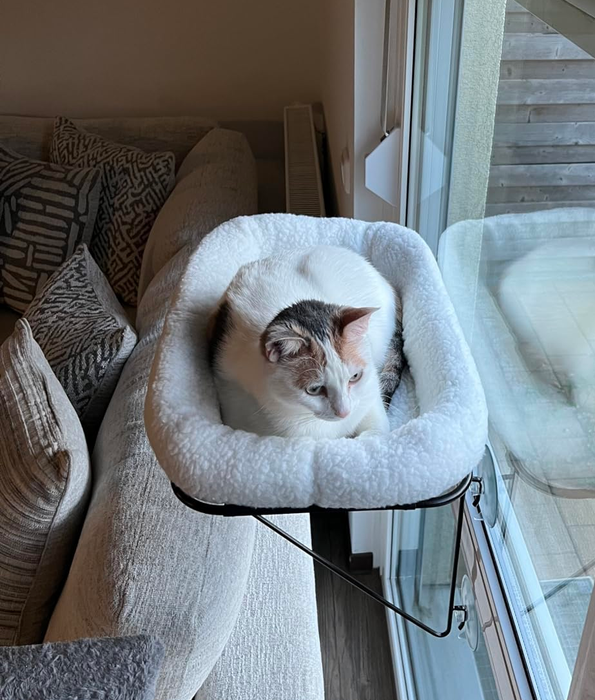 A white and gray cat lounges in a cushioned window hammock by a sliding glass door, gazing outside.