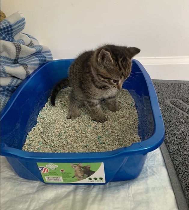 a kitten resting in a litter box