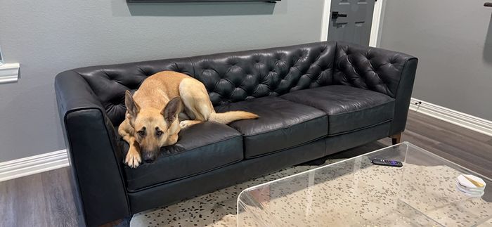 A reviewer’s German Shepherd rests comfortably on the black sofa