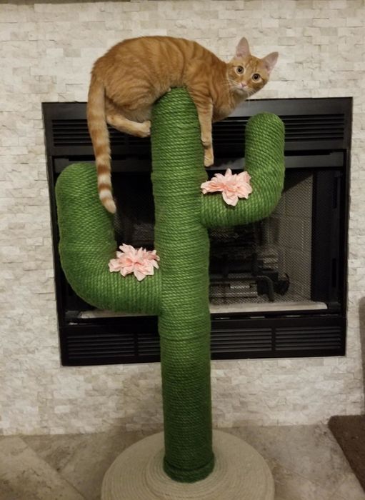 A tabby perched high atop the scratching post, enjoying the view.
