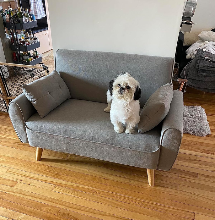 A small dog resting on a modern gray sofa with wooden legs, nestled in a cozy living room atmosphere