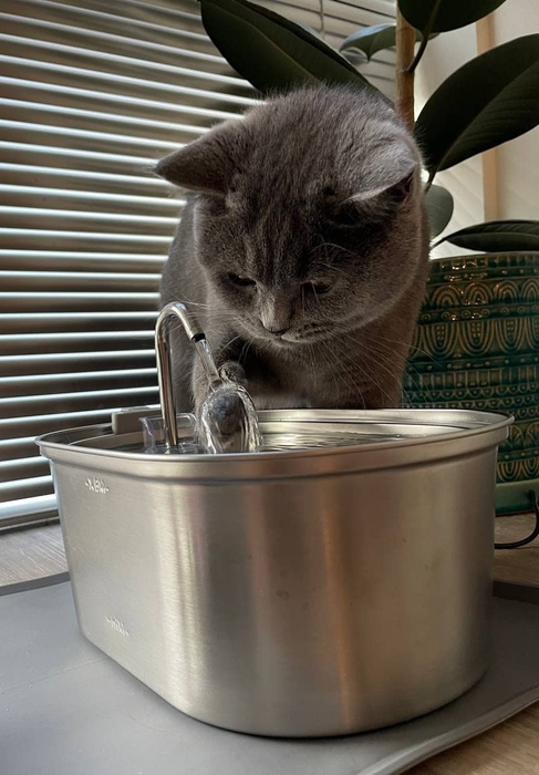 The same gray cat gently dips its paw into the flowing water of the fountain.