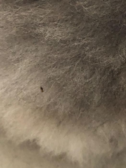 a gray cat with a visible black flea