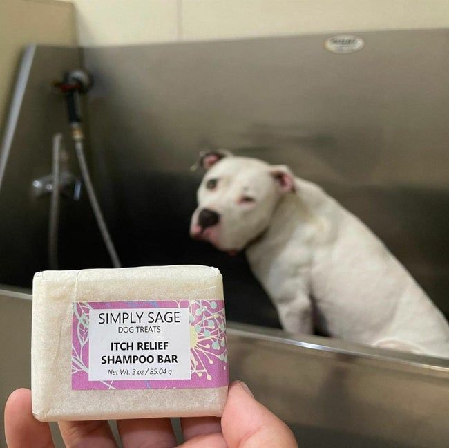A person holding a shampoo bar in front of a dog seated in a basin