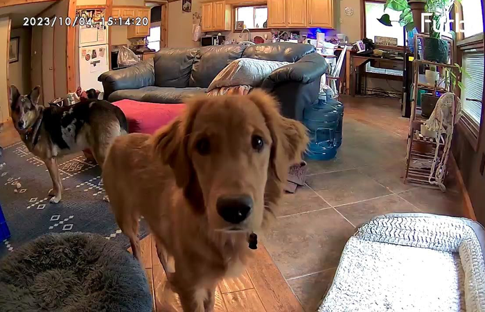 Another reviewer’s photo showing a screenshot of their dogs sitting contentedly in front of the Furbo camera
