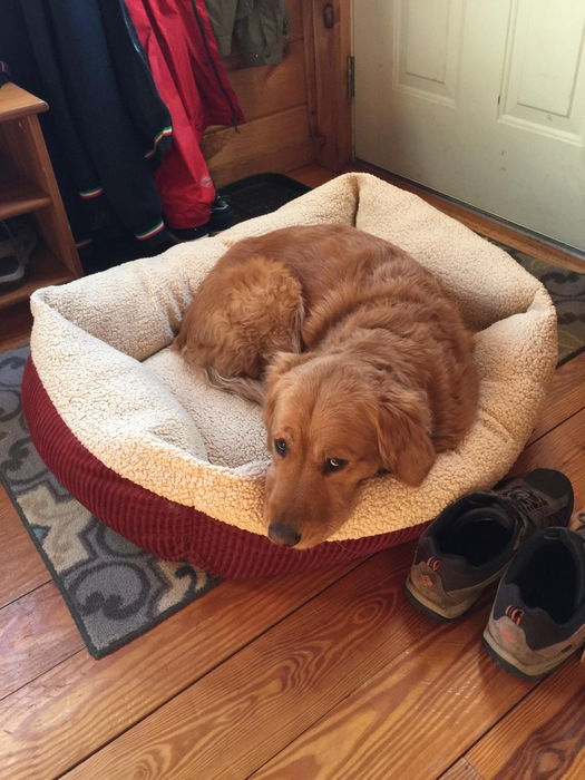 A reviewer’s dog comfortably nestled in the bed