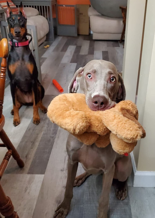 Another reviewer’s dog holding the stuffed toy in its mouth