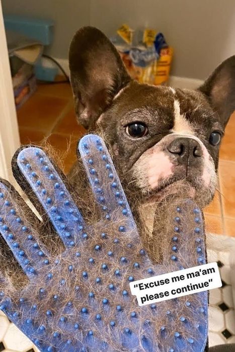 A French Bulldog seated behind a hair-removal mitt, covered in fur with text reading