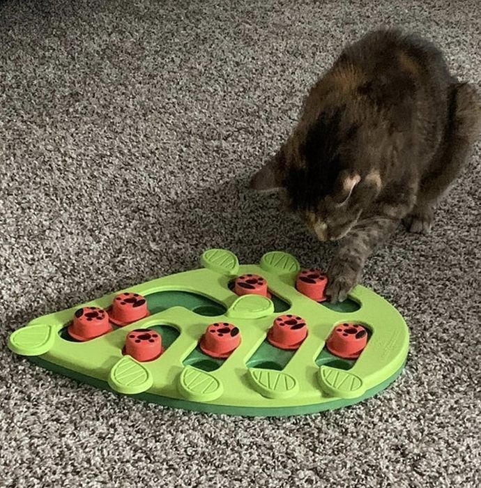 a cat solving the treat puzzle and uncovering a reward