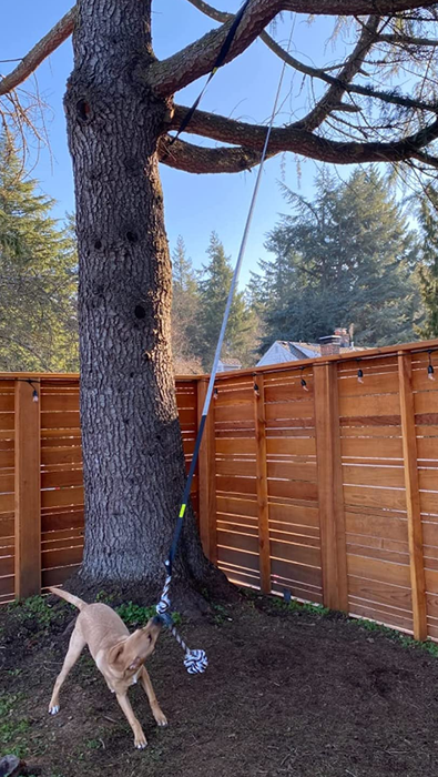 A reviewer’s dog playing with the bungee tug toy, which is wrapped around a tree trunk and slung over a branch