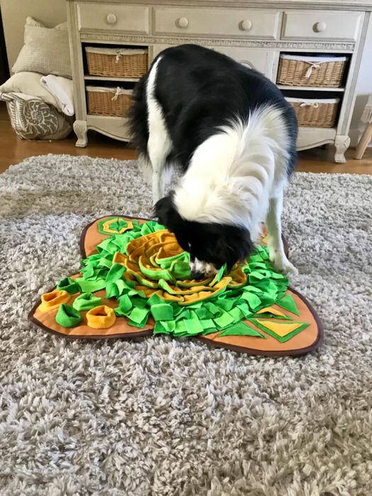 A reviewer’s dog plays with a snuffle mat on the carpet, eagerly searching for hidden treats as part of a fun, stimulating activity
