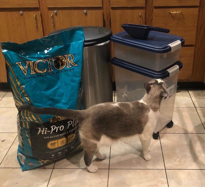 The food storage containers positioned beside a cat and an open bag of cat food.