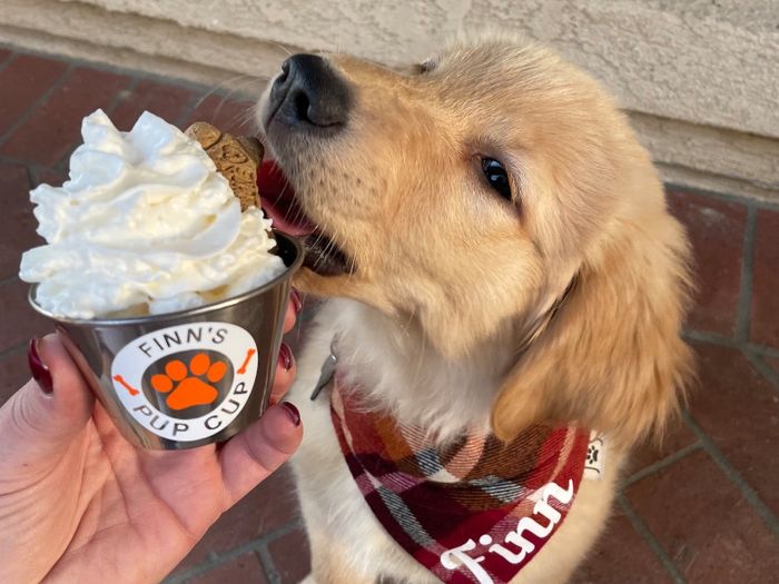 A Golden Retriever puppy wearing a bandana enjoys a whipped cream treat from a custom pup cup that says