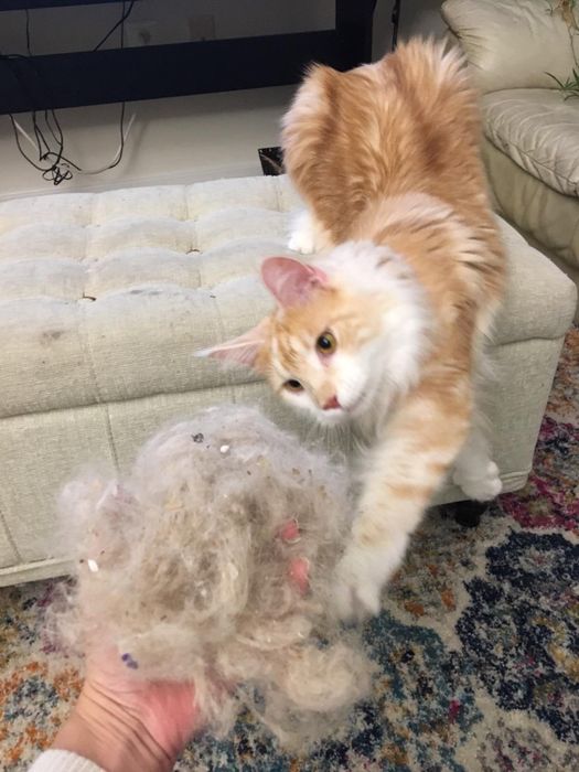 A cat stretches out toward a hand holding a large bundle of fur