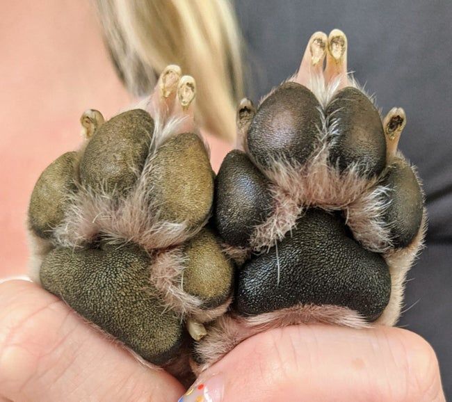Reviewer showcasing their dog's dry paw before and after using the paw butter, demonstrating the moisturizing effect