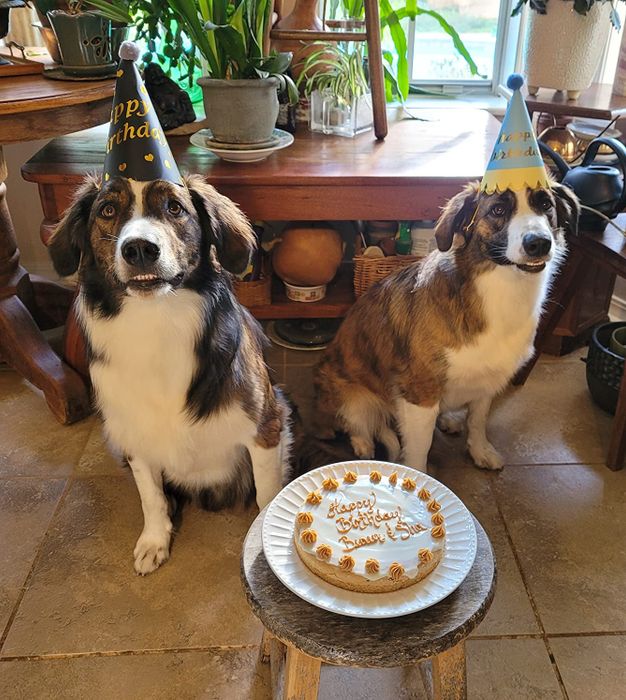 A reviewer’s two dogs, wearing party hats, sitting next to a ‘Happy Birthday’ frosted cake on a table