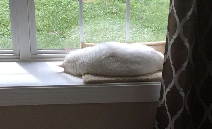 a white cat lounging on a bed positioned on a windowsill