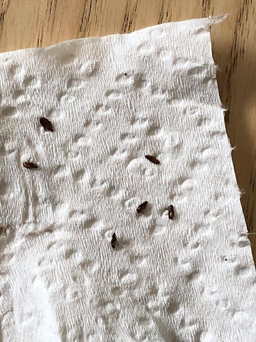 a paper towel filled with fleas after using the flea medicine
