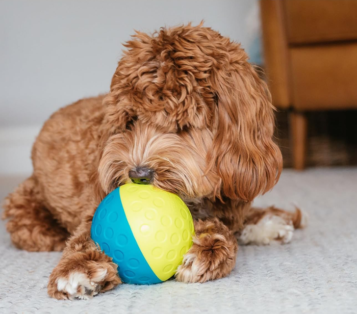 dog playing with a yellow and blue ball that dispenses treats through holes