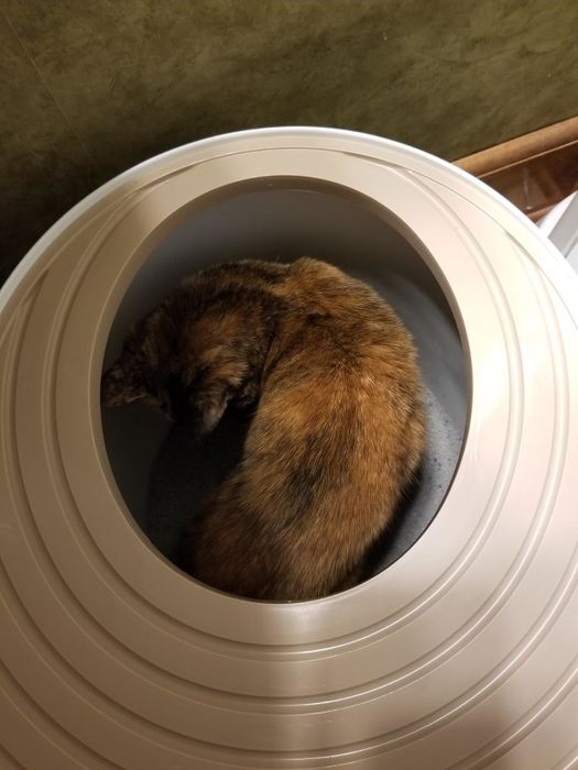 a cat comfortably inside the litter box, demonstrating its spacious interior