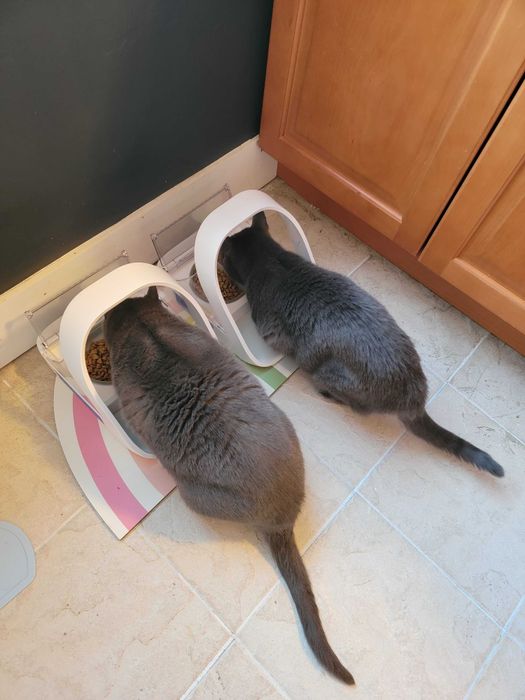 Two cats peacefully eating from their respective feeders