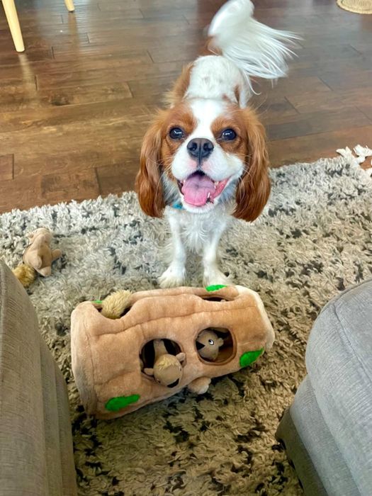 A reviewer’s Cavalier King Charles Spaniel playing with a plush tree trunk filled with toy squirrels