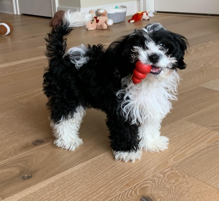 A reviewer’s puppy playing with an X-small Kong toy