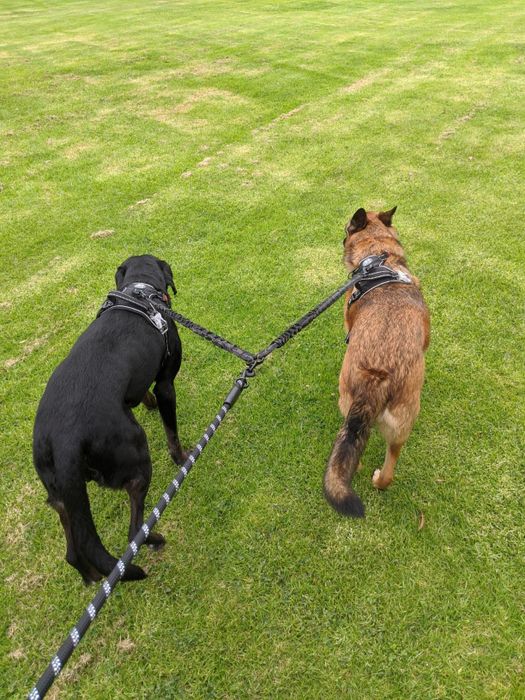 Another reviewer strolling with two dogs using a dual leash outdoors