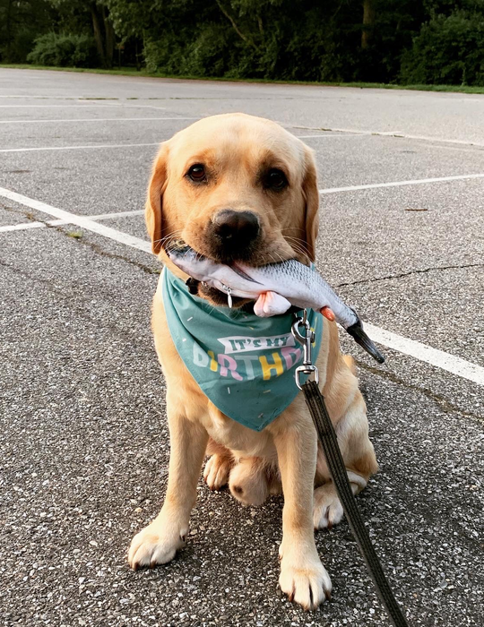 A reviewer’s dog holding the flopping fish toy in its mouth