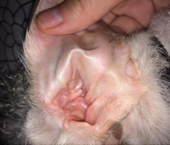 After photo from the same reviewer, showing the ear cleaned using the treatment