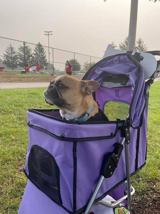 Another reviewer’s French Bulldog enjoying the ride in a purple pet stroller