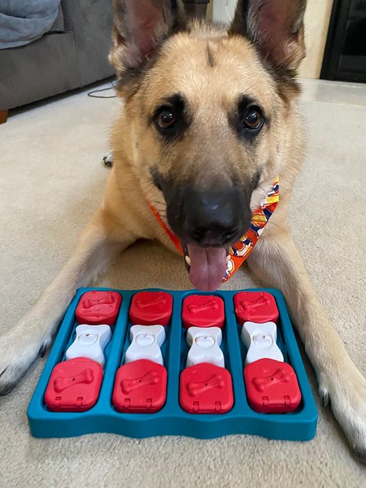 A reviewer’s German Shepherd with a puzzle feeder toy, looking at the camera with its tongue out while engaging in a mental stimulation activity