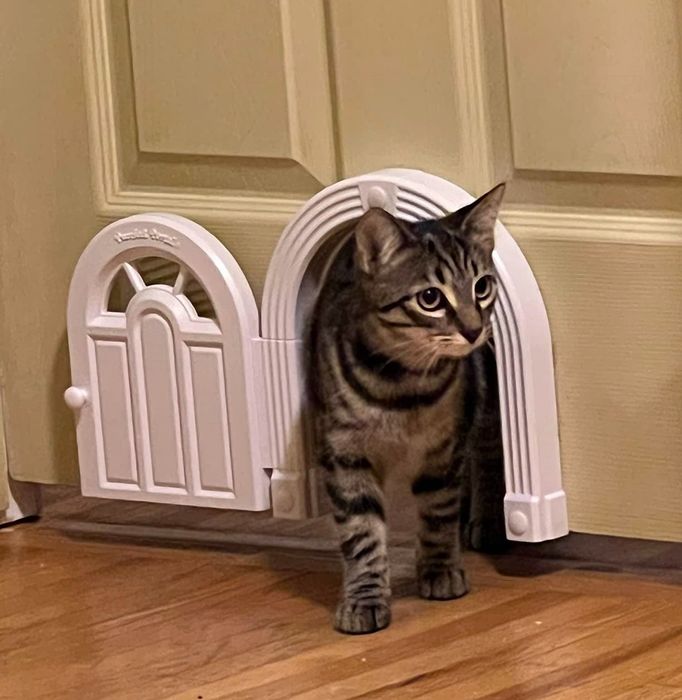 a striped kitty strolling through the same small doorway