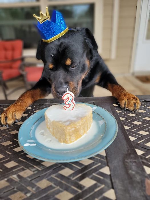 A reviewer’s dog wearing a birthday crown, licking a cake with a ‘3’ candle on top