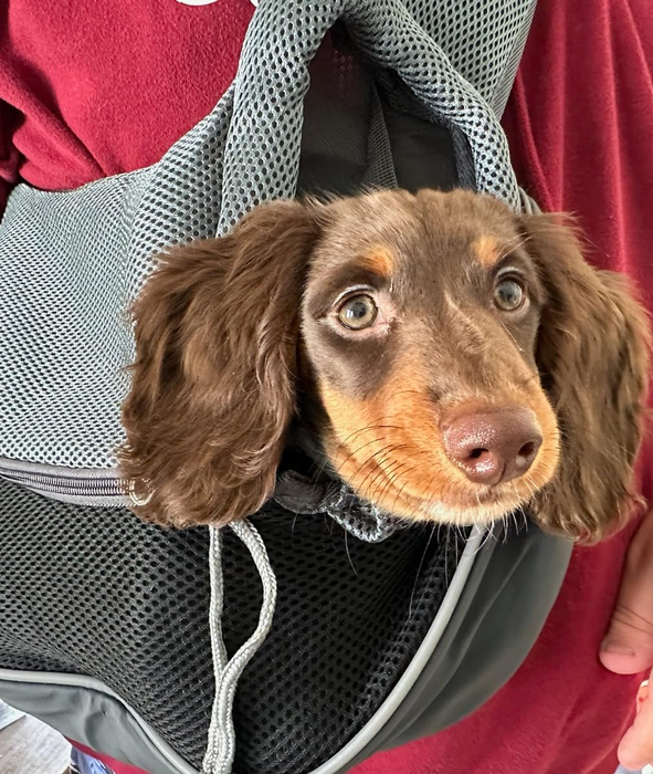 Close-up of another reviewer’s dog comfortably settled in a front-facing pet carrier sling