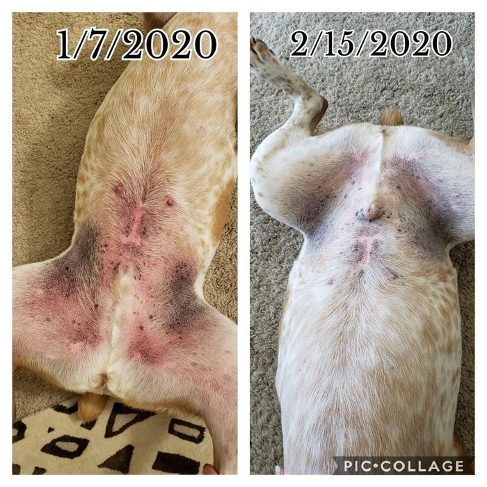 Reviewer photos taken one month apart showing a dog's red, irritated belly, and then a clear belly with no redness or irritation