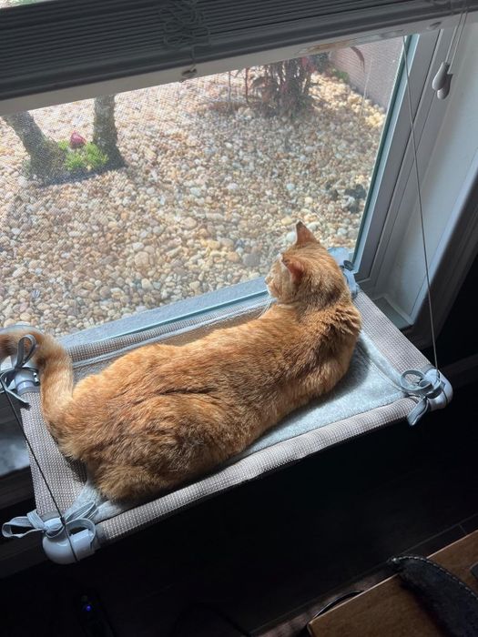 A cat lounges on a window perch, staring out at a garden with pebbles and small plants