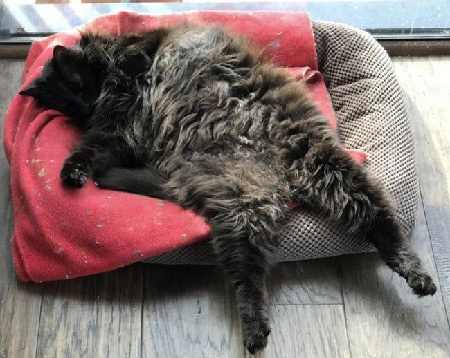 a cat lying on its back, sound asleep on a cozy cat bed