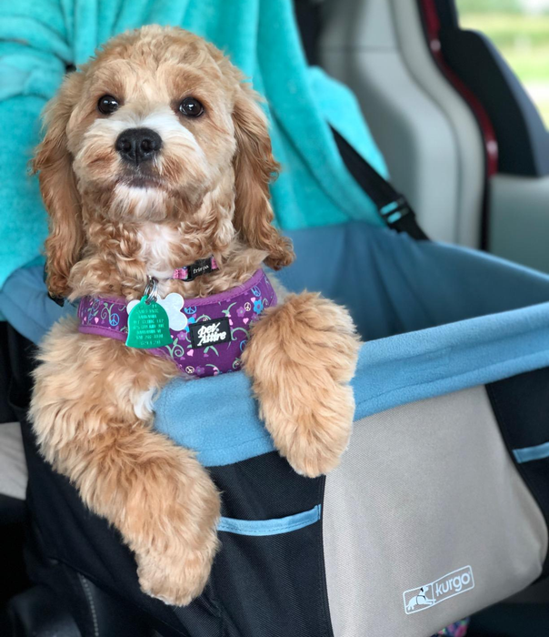reviewer's small dog sitting in a safety car seat designed for pets, looking at the camera
