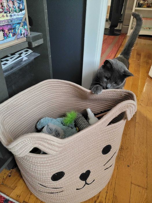 a playful cat interacting with the basket, filled with toys