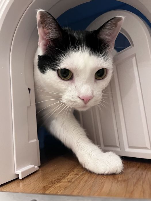 a reviewer's black-and-white cat walking through a cat door installed at the bottom of a door