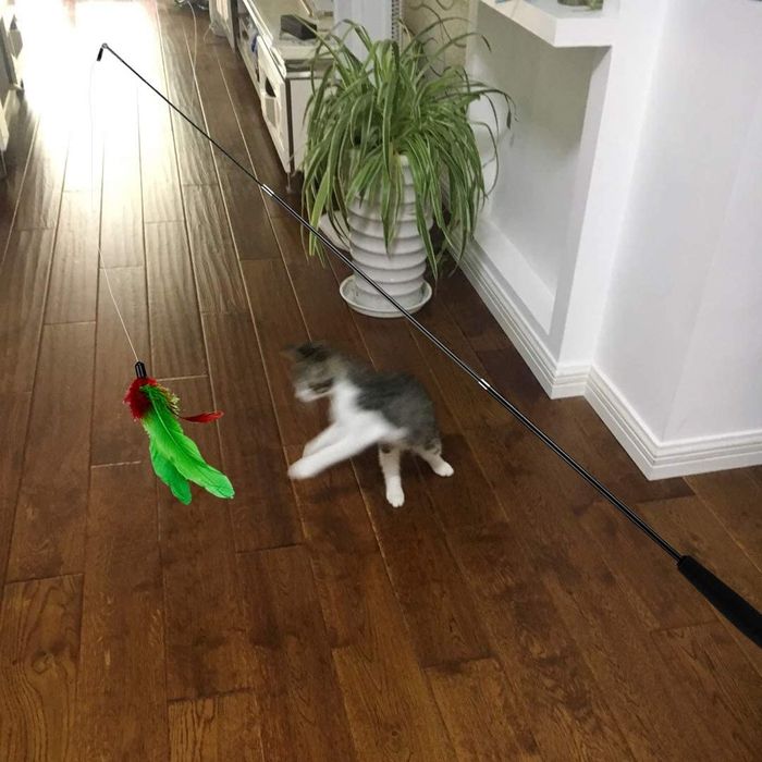 a kitten enthusiastically chasing a green and red feather on a stick