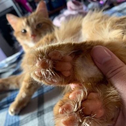 After: the reviewer's cat now has smooth paws