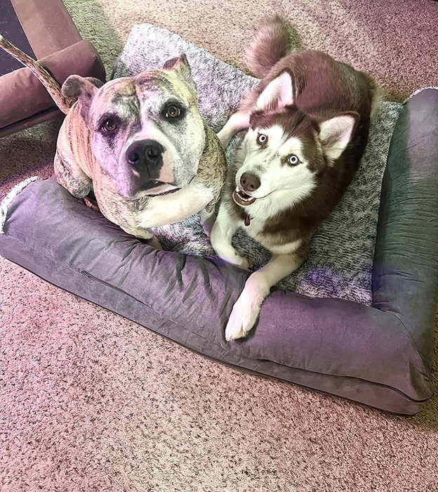 Another reviewer’s two dogs snuggling together on the cozy pet bed