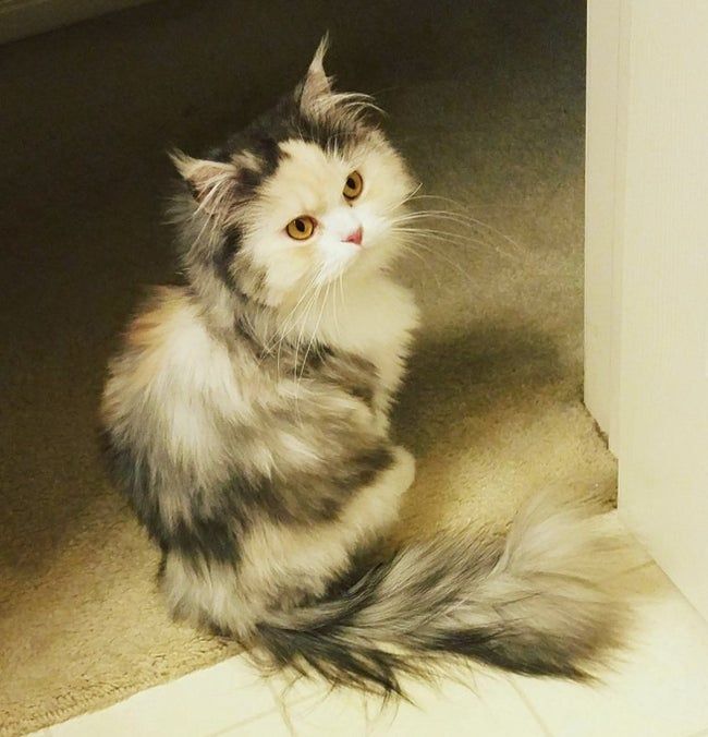a multicolored Persian cat with a shiny, well-maintained coat