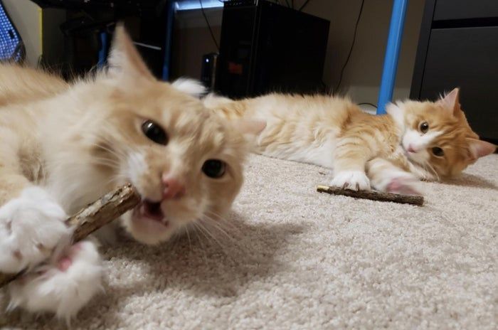 two orange and white cats nibbling on catnip sticks