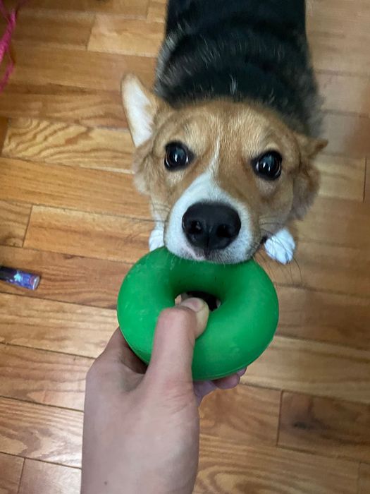 Another reviewer photo showing the ring being held at one end with a corgi biting the other end