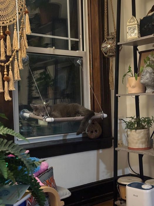 A cat relaxes on a window perch in a cozy room filled with plants and decorative pots